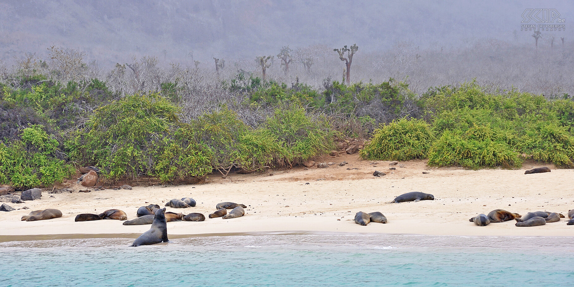 Galapagos - Santa Fe - Zeeleeuwen Als dagtocht vertrokken we naar het eiland Santa Fe waar er zeer veel zeeleeuwen leven waartussen je ook probleemloos kan snorkelen. Een unieke ervaring. Stefan Cruysberghs